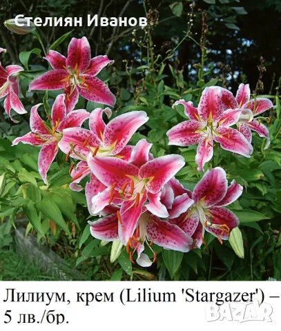 Лилиум, крем (Lilium 'Stargazer') – огромни грудки, снимка 1 - Сортови семена и луковици - 49328454