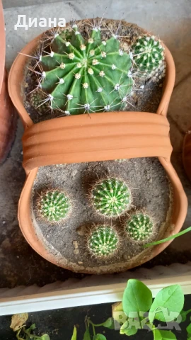 Ехинопси в керамична кошничка, снимка 2 - Стайни растения - 51073098