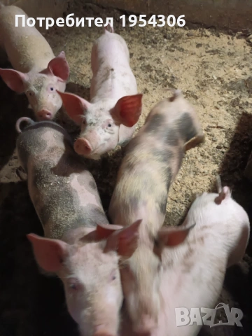 Свободни, снимка 3 - Прасета - 53230188