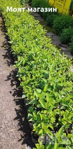 Хортензия Paniculata Wim's Red, снимка 6 - Градински цветя и растения - 53645969