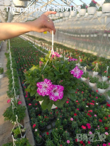 Каскадна петуния в кошница, снимка 10 - Градински цветя и растения - 53854941