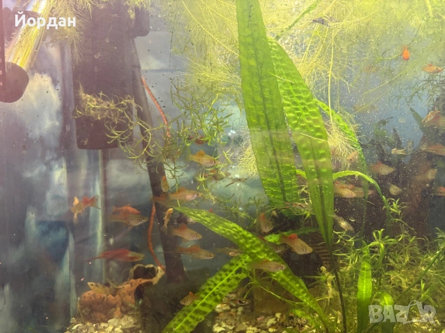 молинезии, хелери, сомове, водорасли, снимка 3 - Рибки - 51158385