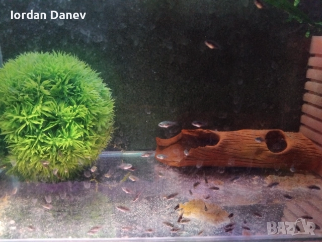 Продавам рибки , снимка 9 - Рибки - 47412039