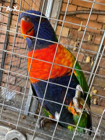 Чифт многоцветни лори само размяна за други папагали, снимка 2 - Папагали - 46383793