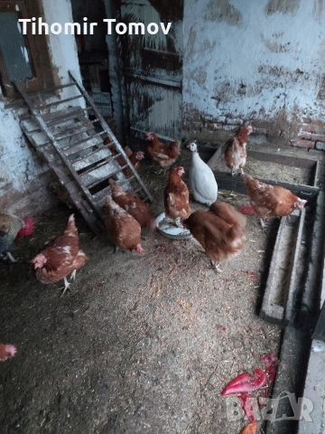Продавам кокошки носачки петли пуйки пуяци неми патици , снимка 3 - Кокошки и пуйки - 53213115
