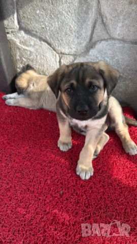 Кученце с Доставка - Алабай Х Малиноа Кръстоска, снимка 6 - Други - 52220666