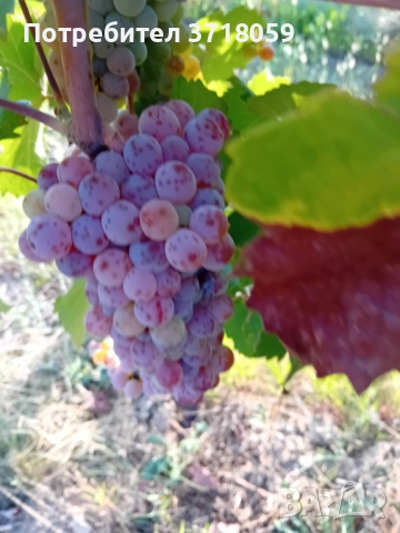 Продавам червен мискет , снимка 1