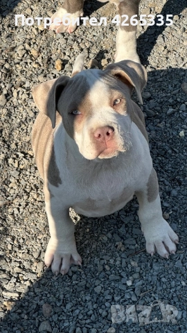 Американско були XL, снимка 5 - За кучета - 51167455