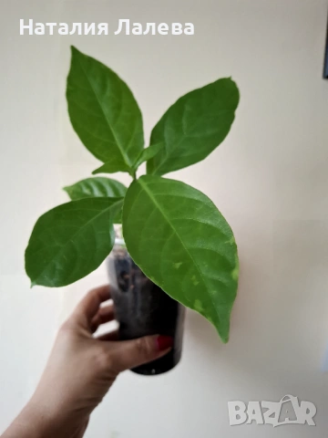 Червен пахистахис, pachystachys coccinea, снимка 5 - Стайни растения - 53591626