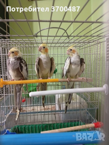 Папагали корела