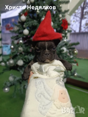 Френски булдог , снимка 15 - Френски булдог - 52641487