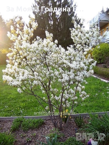 Амеланхиер разсад , снимка 2 - Разсади - 52529838