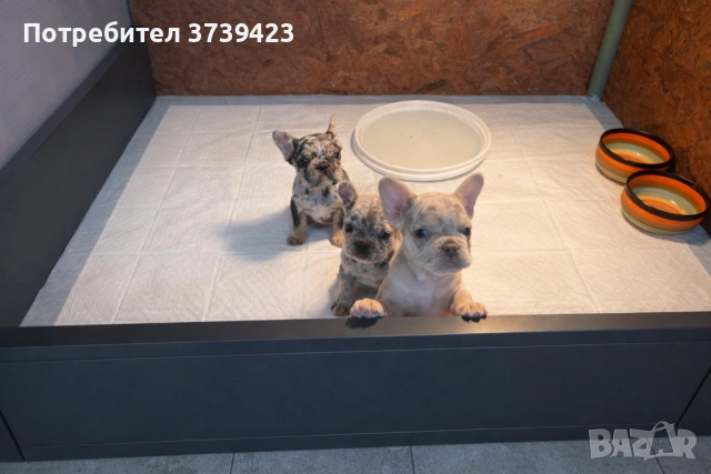 Френски Булдочета, снимка 3 - Френски булдог - 53971639