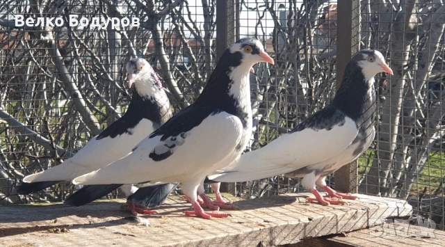 Пазарджишки високо летци. , снимка 11 - Гълъби - 52265511