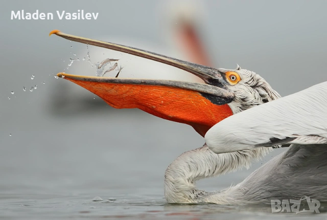Дигитални авторски фотографии на природа(птици, бозайници, пеперуди, влечуги, земноводни и др.), снимка 9 - Други - 53943304