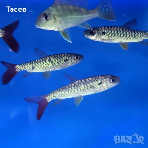 Риба тукан 5-6см, снимка 1