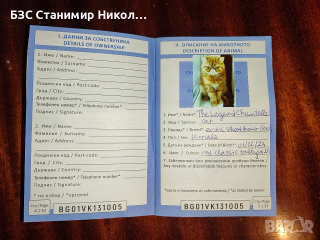 Женски екзотични котки на 2 години и на 5 месеца., снимка 16 - Персийска - 52945926