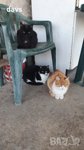 Дом за млади котета - остават сами на произвола на съдбата, снимка 2 - Други - 53050188