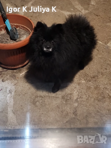 уникален померан тип черна перла, невероятно красив.  