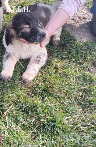 Каракачанка момиче.