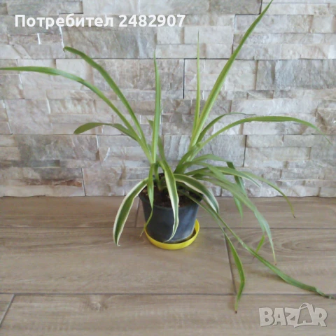 "Хлорофитум" 