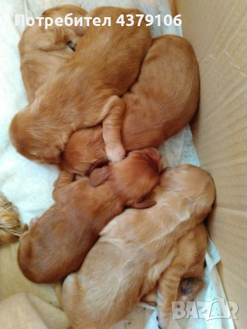 Кокер шпаньол момче ваксина, снимка 3 - Кокер шпаньол - 52849700