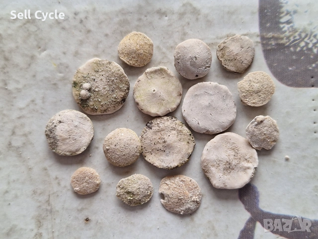 ✅ФОСИЛИ - НУМУЛИТИ ❗