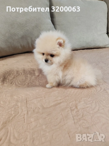 Померанчета мини женски , снимка 10 - Померан - 53249300