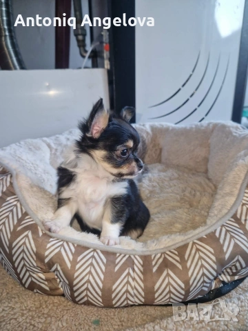 бебета чихуахуа с първа ваксина момчета и момичета хранят се самостоятелно, снимка 2 - Чихуахуа - 53540178