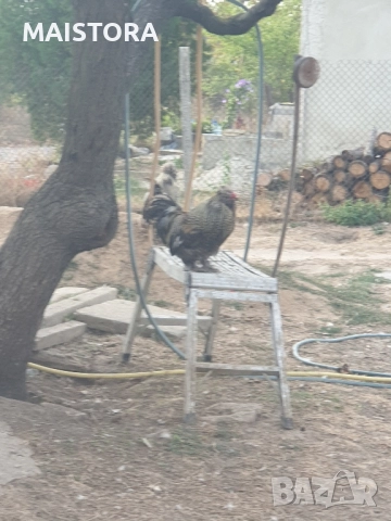   петли копринки и бантам, снимка 4 - Кокошки и пуйки - 51609027