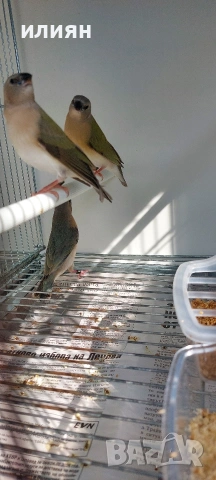 Среброклюни,Японски,Гулдови амадини, снимка 5 - Амадини - 53488807