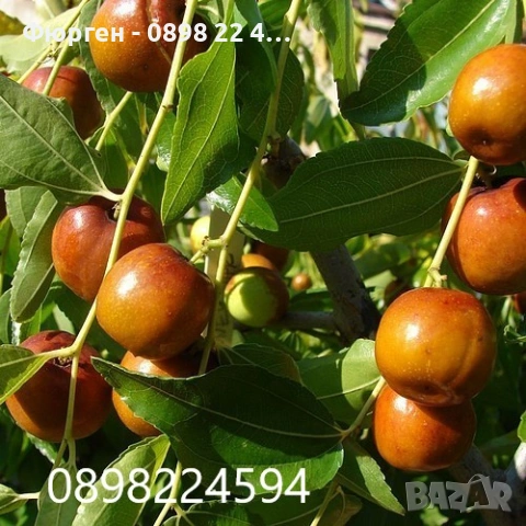 Хинап сорт „Ли“ (Li) ГИГАНСКИ В плододаваща възраст !!!