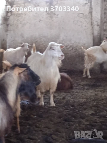 Продавам ярета, пръчове и кози, снимка 3 - Кози - 51114504