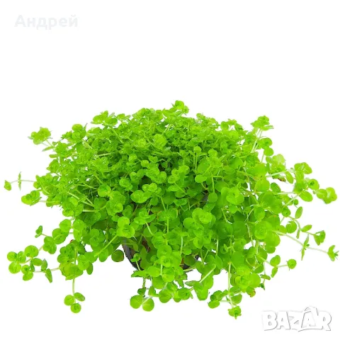 Микрантемум умбросум, снимка 2 - Други - 50177813