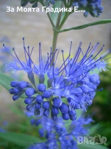 Кариоптерис , снимка 3 - Градински цветя и растения - 53635848