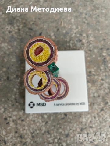 Анатомичен модел на кръвоносен съд (артерия) – медицински учебен модел, снимка 2 - Други стоки за дома - 54287638