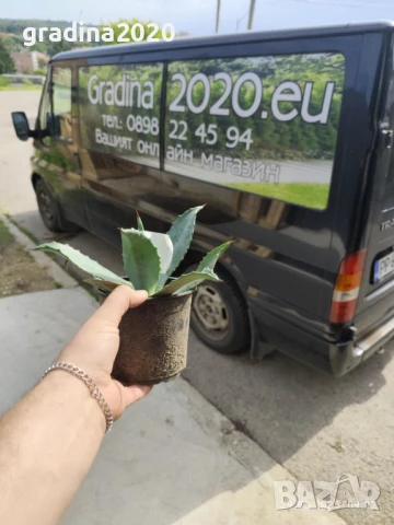 Агаве Американа Блу, снимка 4 - Разсади - 51161280