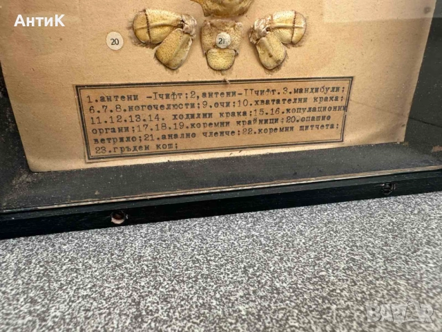 Соц Учебен Модел на Рак Разчленен Учтехпром, снимка 10 - Антикварни и старинни предмети - 52386820