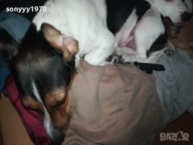 ПРОДАВАМЕ ДЖАК РЪСЕЛ-БЕБЕТА гр.ВИДИН 2809251916, снимка 4 - Джак ръсел териер - 51869972