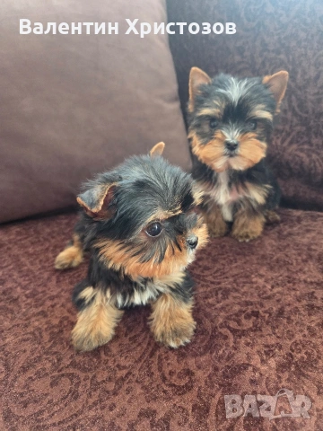 йоркширски териер йорки мини, снимка 2 - Йоркширски териер - 53497507