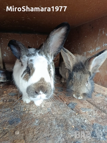 Продавам млади зайци , снимка 2 - Други - 52907939