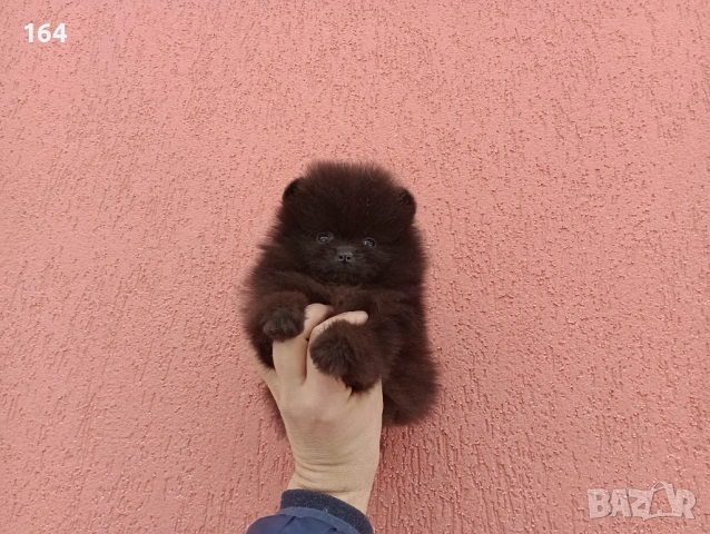 Померан. Шоколадово мъжко Померанче. Реални снимки от 02.02.26 г.