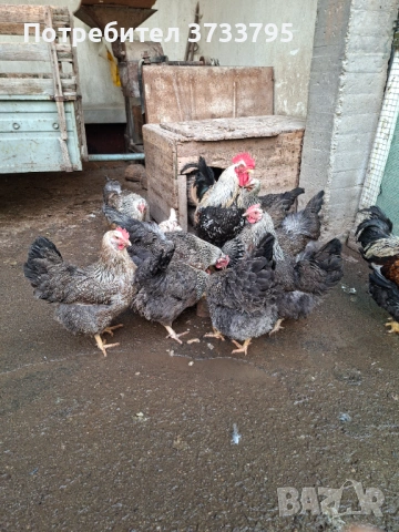 Оплодени яйца от катунски кокошки, снимка 6 - други­ - 53478133