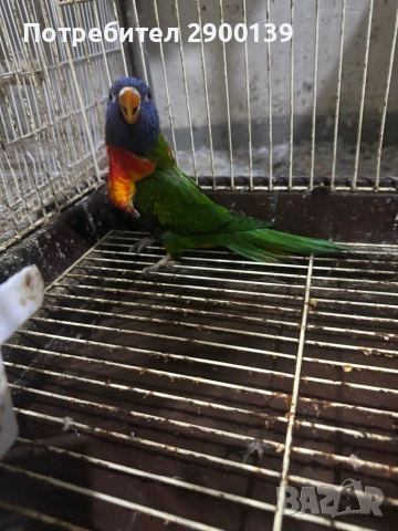 Лори , снимка 4 - Папагали - 54257946