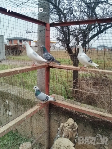 Пощенски гълъби, снимка 3 - Гълъби - 53221488