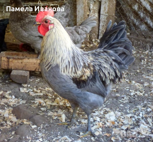 Пиленца на 10 дни, снимка 5 - Кокошки и пуйки - 54189774