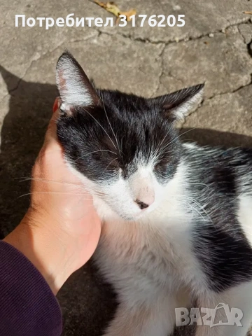 Търси дом - нежна домашна котка, снимка 3 - Други - 47355560