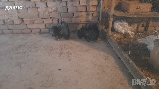 Продавам фенерлии , снимка 6 - Гълъби - 52935098