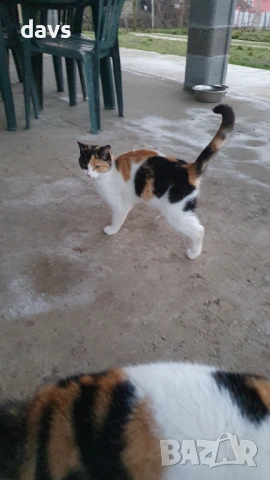 Дом за млади котета - остават сами на произвола на съдбата, снимка 13 - Други - 53050188