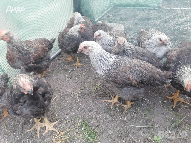 Разплодни яйца от катунски кокошки, снимка 8 - други­ - 52839554